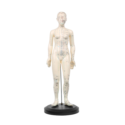 鱼跃 人体针灸模型 女  48cm