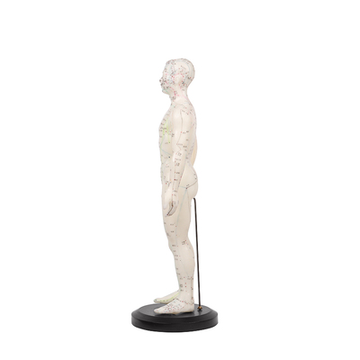 鱼跃 人体针灸模型 男  50cm