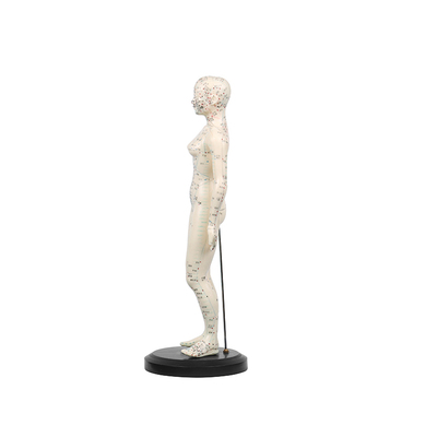 鱼跃 人体针灸模型 女  48cm