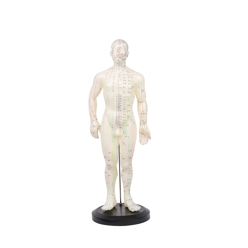 鱼跃人体针灸模型 男  50cm
