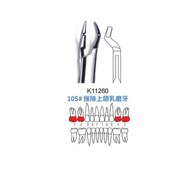 拔牙钳 儿童型 10S#