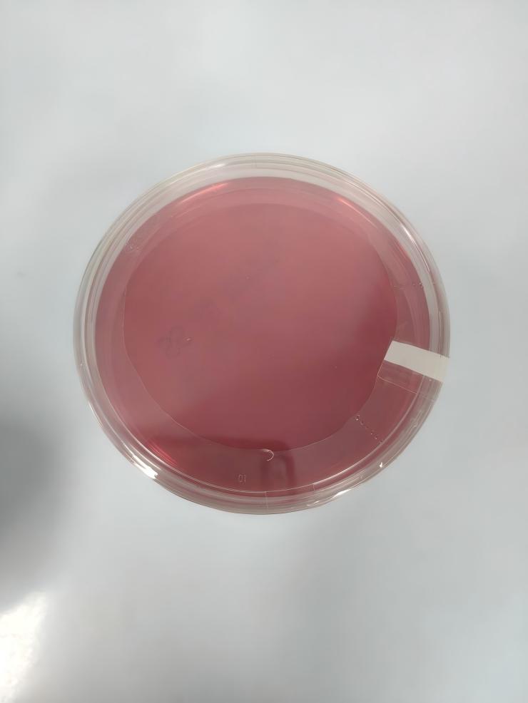 安图生物SS琼脂平板 90mm 10块/包